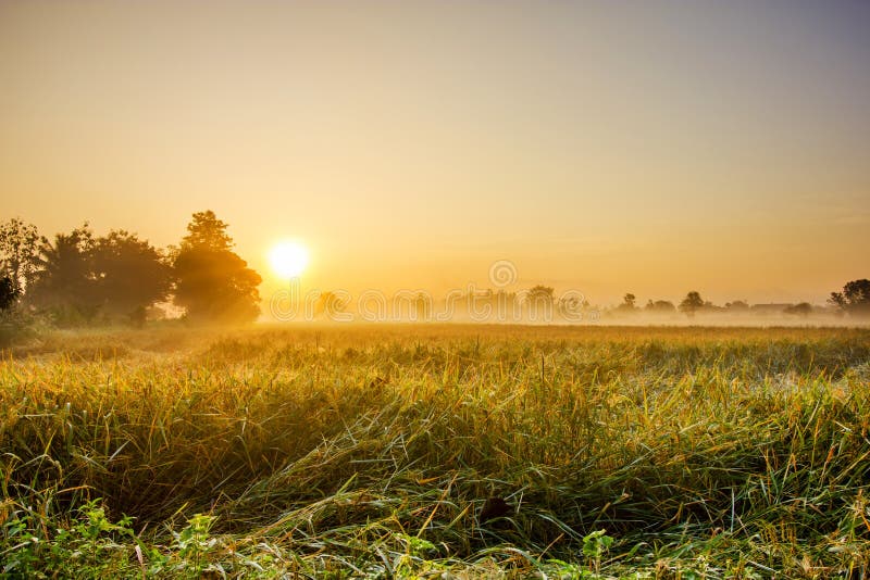 Rice fields in the morning stock image. Image of morning 47299113