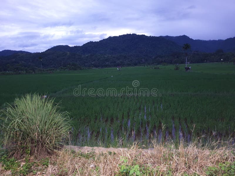 Rice fields and mountains at dawn in Labuhan Haji royalty free stock photos