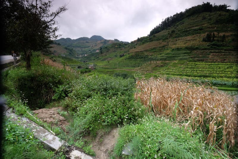 Rice Fields in Northern China, Stunning Backdrops D.y Stock Photo Image of harvest, farm