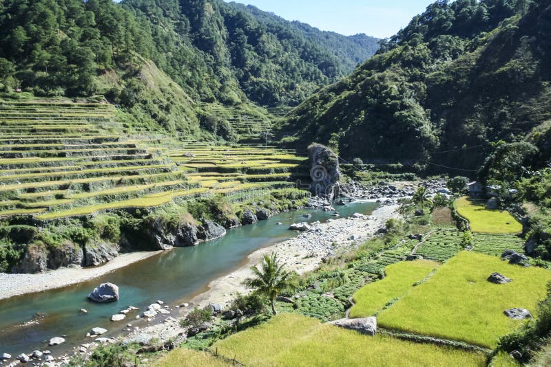 Terraced Rice Fields Northern Luzon the Philippines