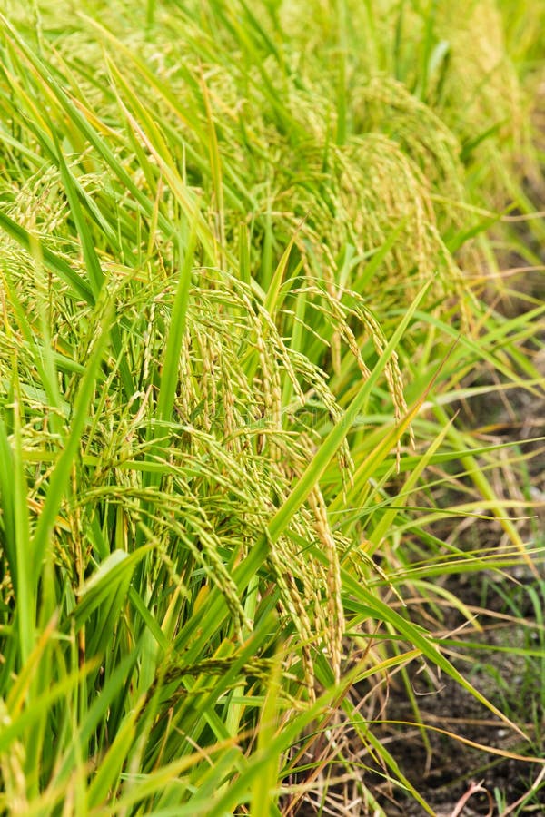 Red swamp crawfish stock image. Image of clarkii, defensive - 43185871