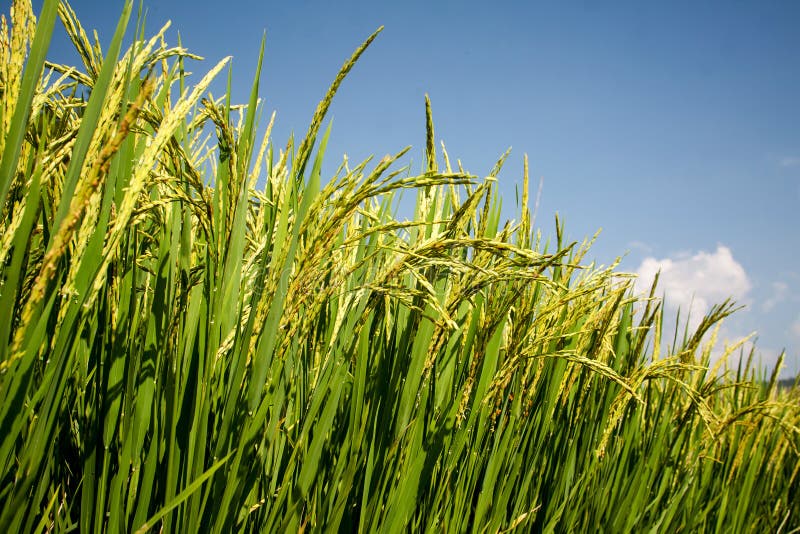 Paddy fields stock photo. Image of farms, paddy, asian - 28431816