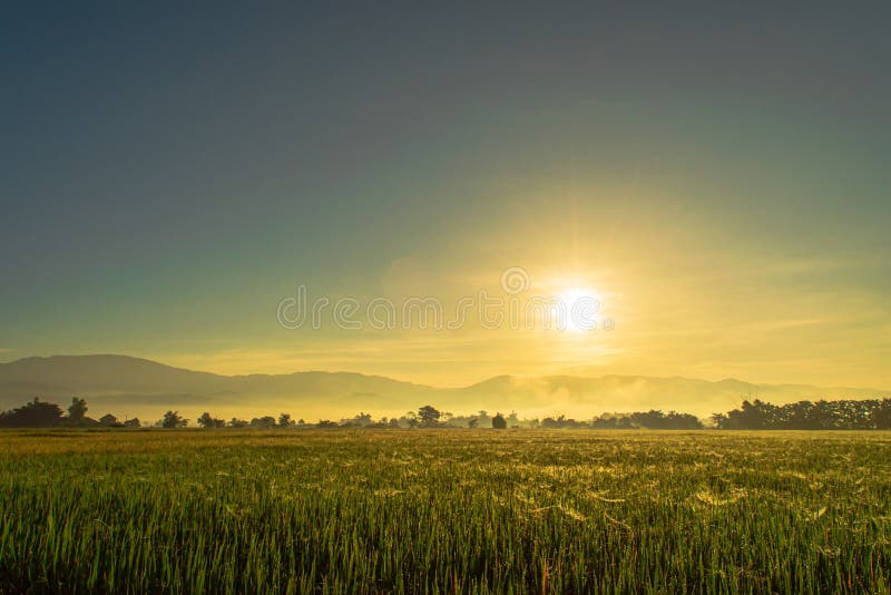 Beautiful Rice Fields and Sunrise Background Stock Image - Image of  mountain, grass: 221609677