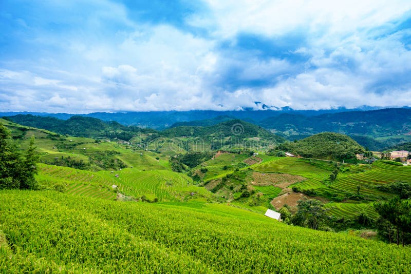 Rice fields on terrace in rainy season at La Pan Tan, Mu Cang Chai, Yen Bai, Viet Nam