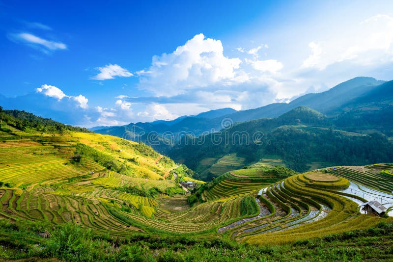 Rice fields on terrace in rainy season at La Pan Tan, Mu Cang Chai, Yen Bai, Viet Nam