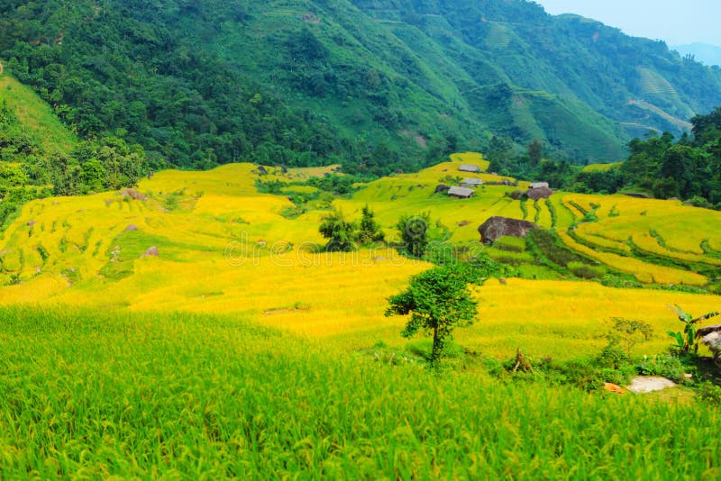 Rice fields on terraced. Fields are prepared for planting rice. Hoang Su Phi, Ha Giang Province. Northern Vietnam