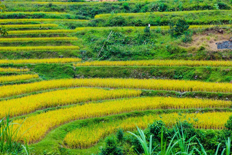 Rice fields on terraced. Fields are prepared for planting rice. Hoang Su Phi, Ha Giang Province. Northern Vietnam.