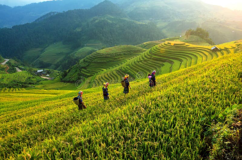 Rice fields terraced of Mu Cang Chai,Vietnam royalty free stock photography Rice fields terraced of Mu Cang Chai,Vietnam royalty free stock photography