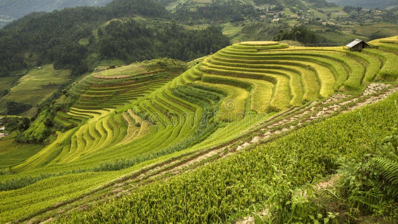 Rice fields on terraced of Mu Cang Chai Vietnam. stock images Rice fields on terraced of Mu Cang Chai Vietnam. stock images