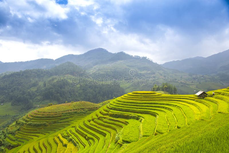 Rice fields on terraced of Mu Cang Chai, YenBai stock photo Rice fields on terraced of Mu Cang Chai, YenBai stock photo
