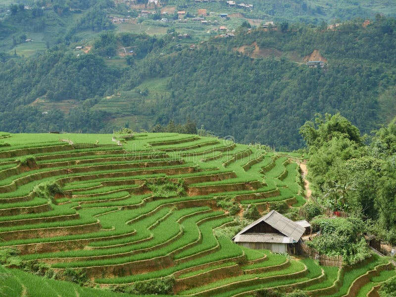 Rice fields on terraced in rainny season at SAPA, Lao Cai, Vietnam. stock photos Rice fields on terraced in rainny season at SAPA, Lao Cai, Vietnam. stock photos