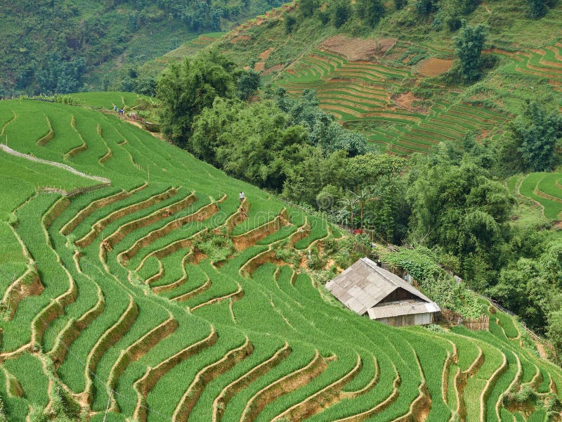 Rice fields on terraced in rainny season at SAPA, Lao Cai, Vietnam. royalty free stock photo Rice fields on terraced in rainny season at SAPA, Lao Cai, Vietnam. royalty free stock photo