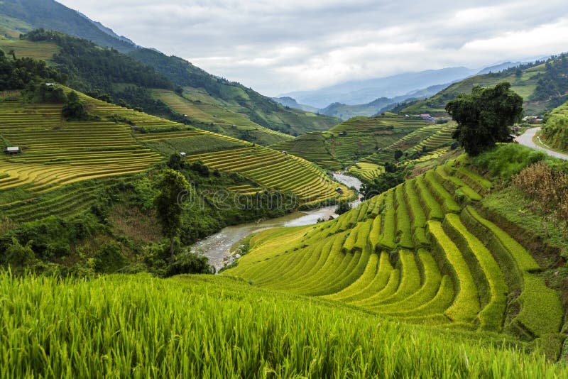 Rice fields on terraced of Vietnam. stock image Rice fields on terraced of Vietnam. stock image