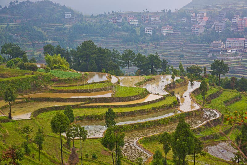 Rice fields on terraced at Wenzhou,China royalty free stock photos Rice fields on terraced at Wenzhou,China royalty free stock photos