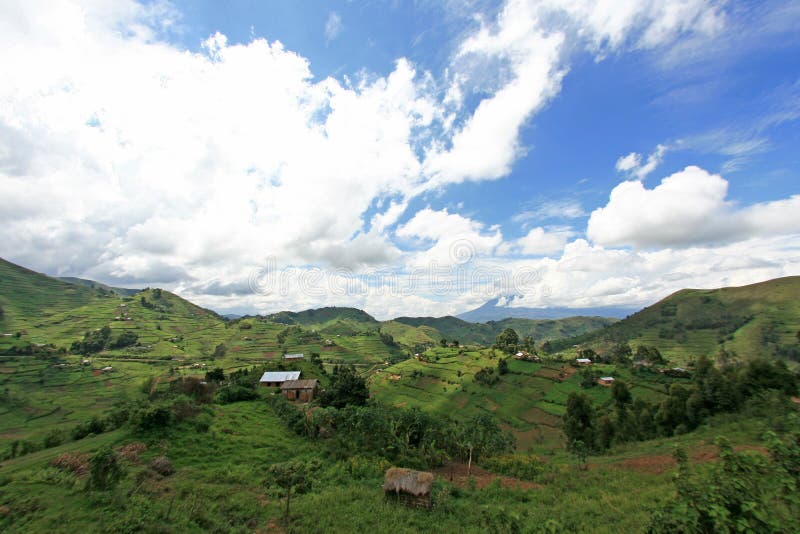 Rice Fields in Uganda, Africa Stock Photo Image of developing, destination 26292666