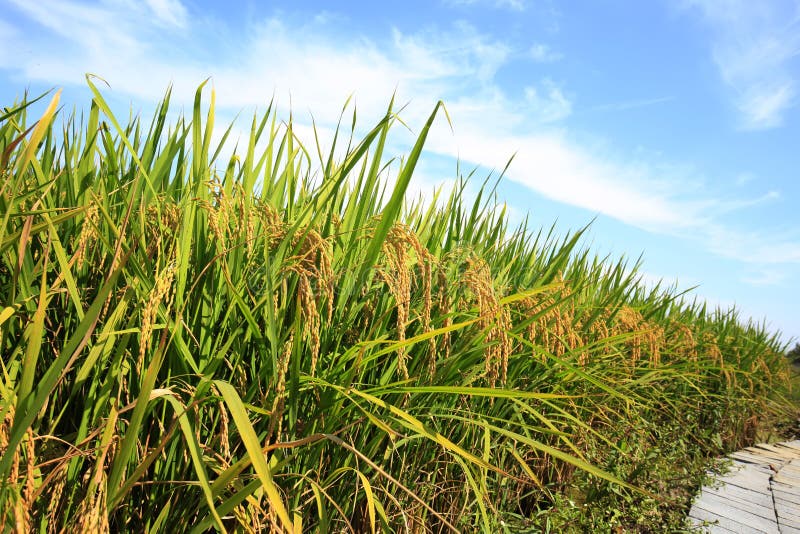 Rice paddies royalty free stock images