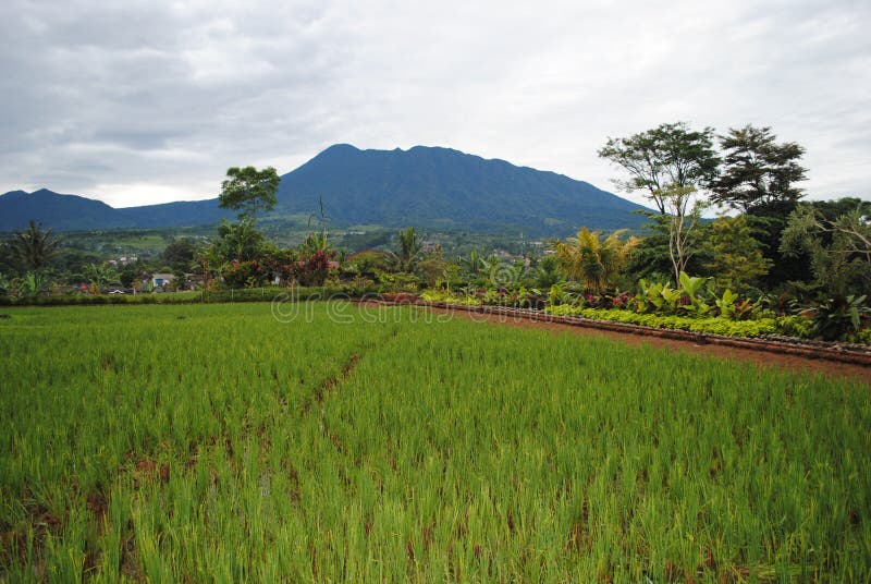 Rice Fields, West Java Indonesia Stock Photo - Image of bench, closeup ...