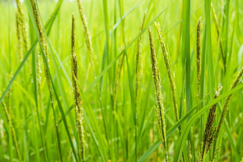 Rice Flowers stock image. Image of background, asia, grow 34533051