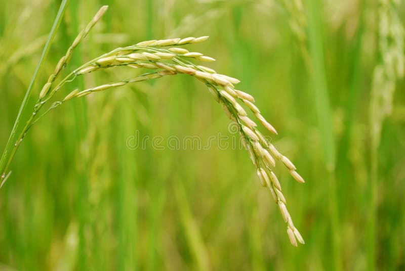 Rice för closeup ii royaltyfri bild