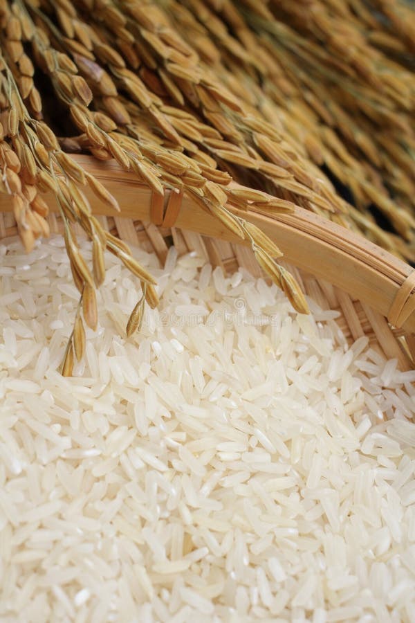Rice grain stock photo. Image of gold, asia, cereal, brown 34273266