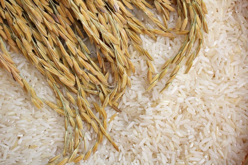 Rice grain stock photo. Image of paddy, asia, ripe, rice 34275050