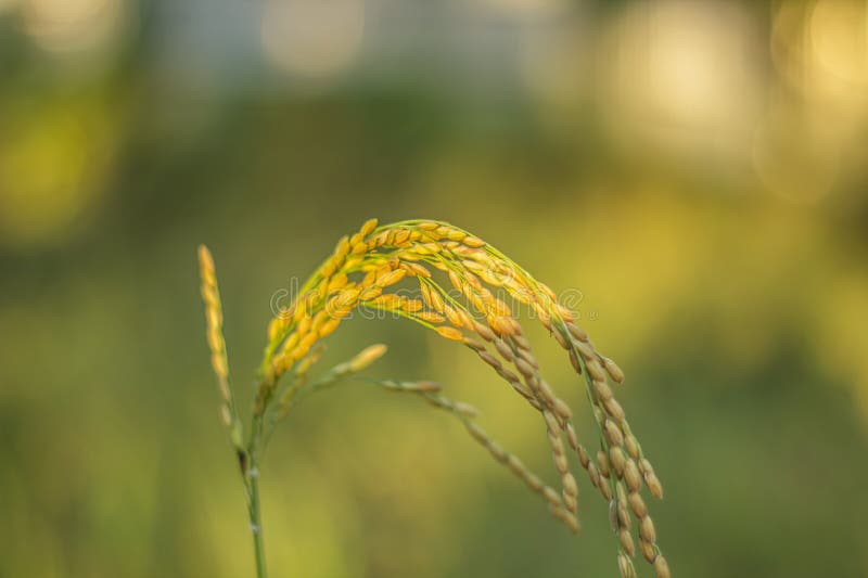 It is a Rice Grain and the Rice Has Ripened and Turned Yellow in Color