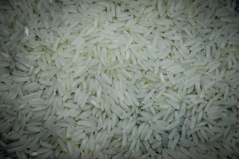 Rice Grain, Jasmine Rice for Background Stock Image - Image of paddy