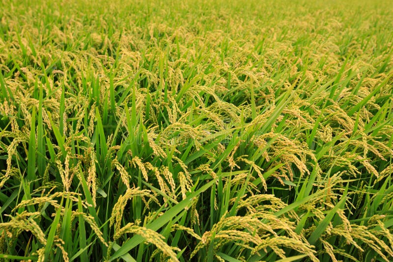 Rice grain plants in growth