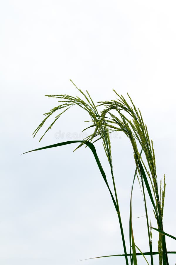 Green rice grains stock photo. Image of exteriors, farm 107369382
