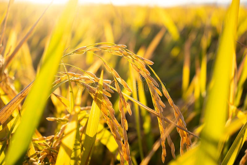 Rice Grains Ready for Harvesting III Stock Image Image of sunset