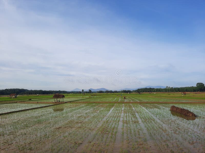 Rice Growing Season stock image. Image of season, growing 207077677