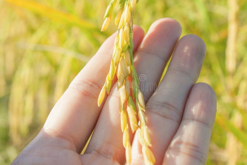 Rice harvest in hand stock image. Image of farming, husk 46449239