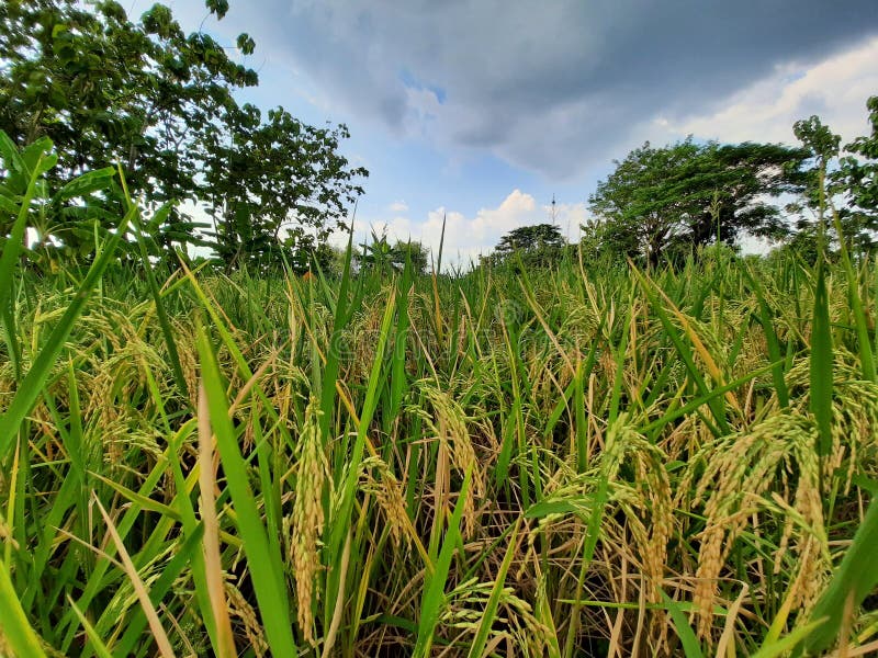 Rice that Has Started To Turn Yellow Stock Image Image of plantation