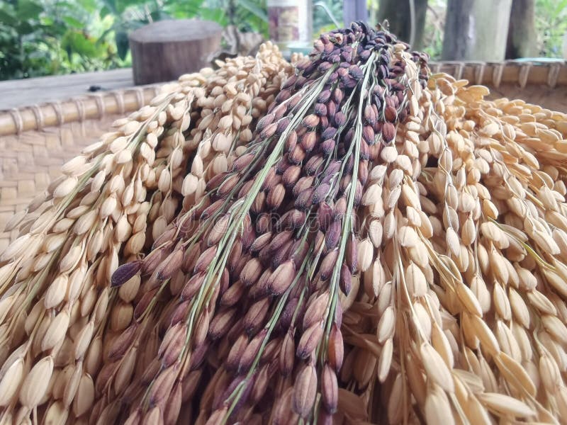 The rice has turn yellow stock image. Image of vegetable 270651523