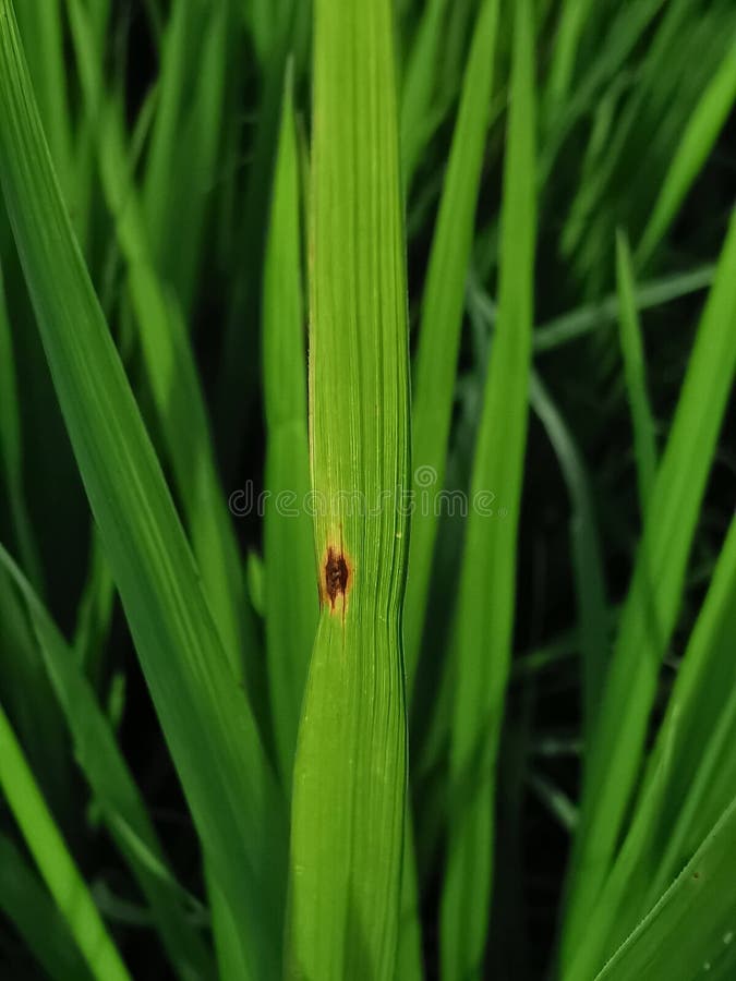Rice leaf disease, leaf blght stock photography