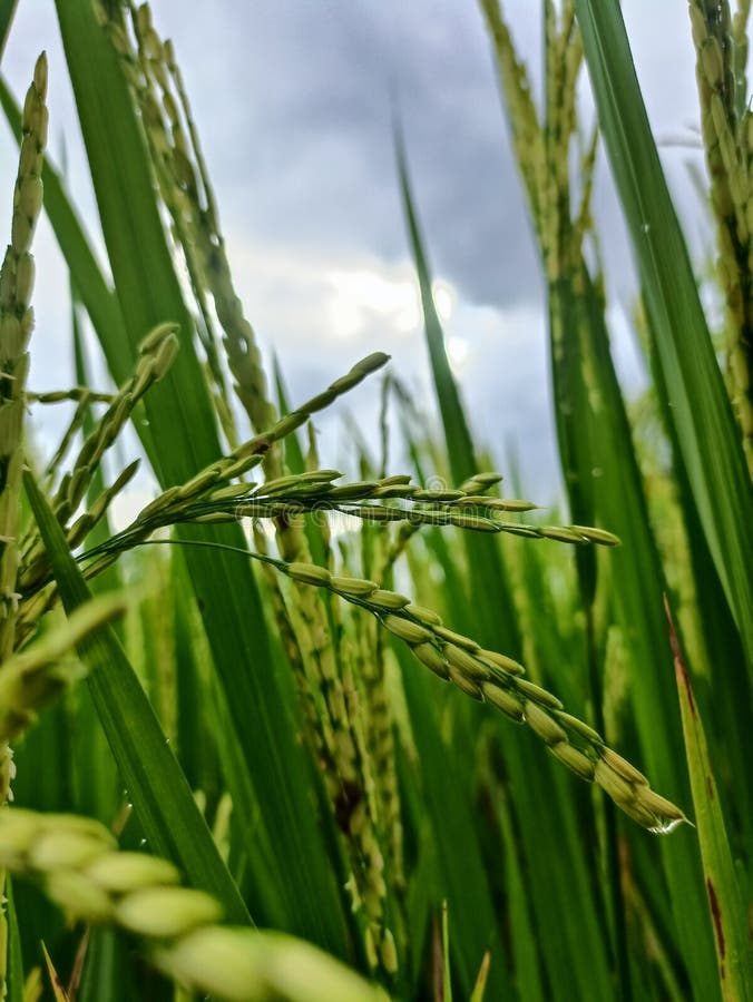 Rice that Looks Soon Will Turn Yellow Stock Image Image of green