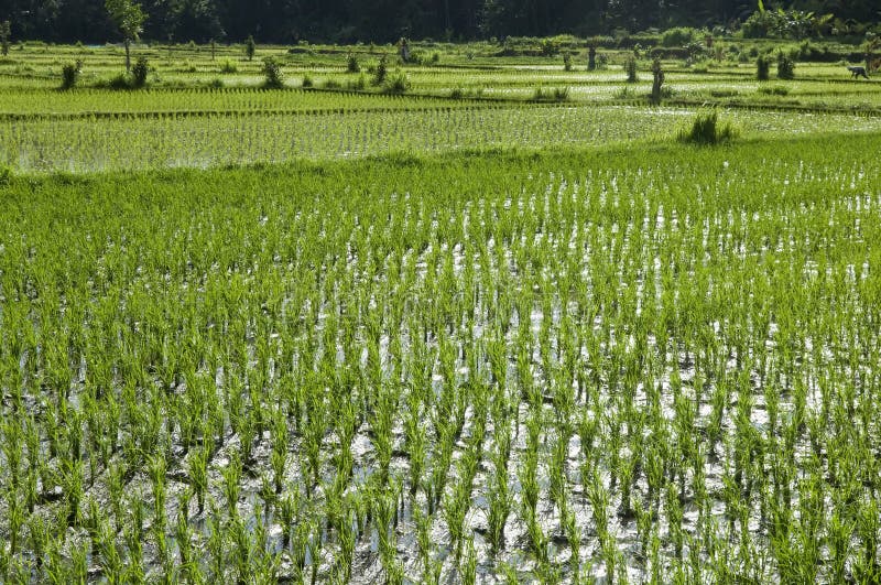 Rice meadow stock photo. Image of food, japan, nature 26576998