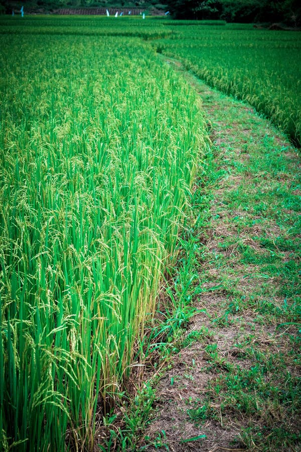 Landscape Meadow stock image. Image of fresh, serenity 73029497
