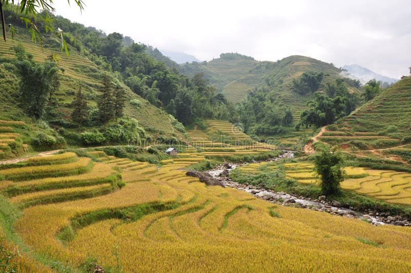 Rice paddies stock photo. Image of cultivating, countryside 22020808