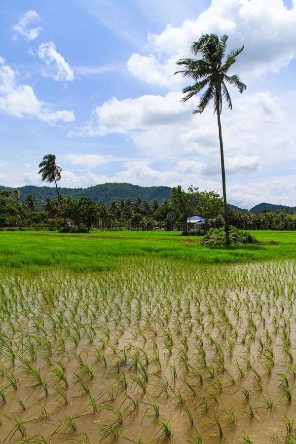 Rice paddies field stock image. Image of homegrown, coconut 47693117