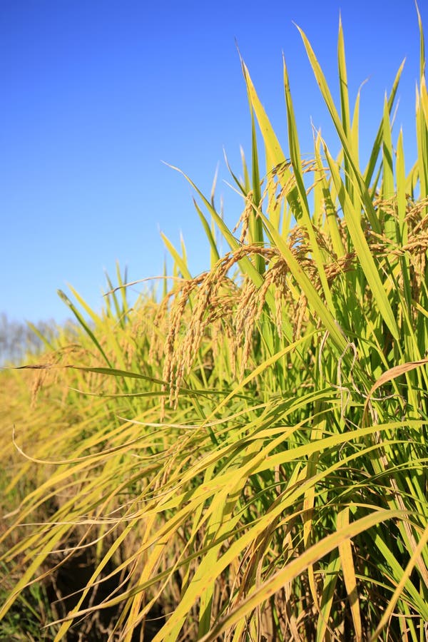 Rice paddies stock photo