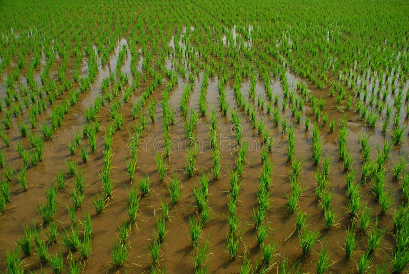 Rice paddy farming, India. Young rice plant field stock photos Rice paddy farming, India. Young rice plant field stock photos
