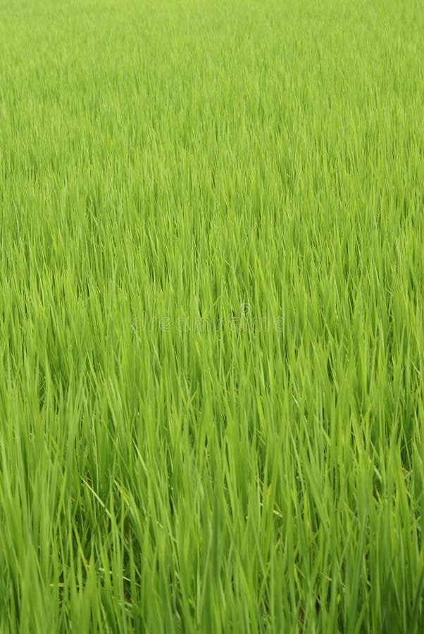 Rice paddy