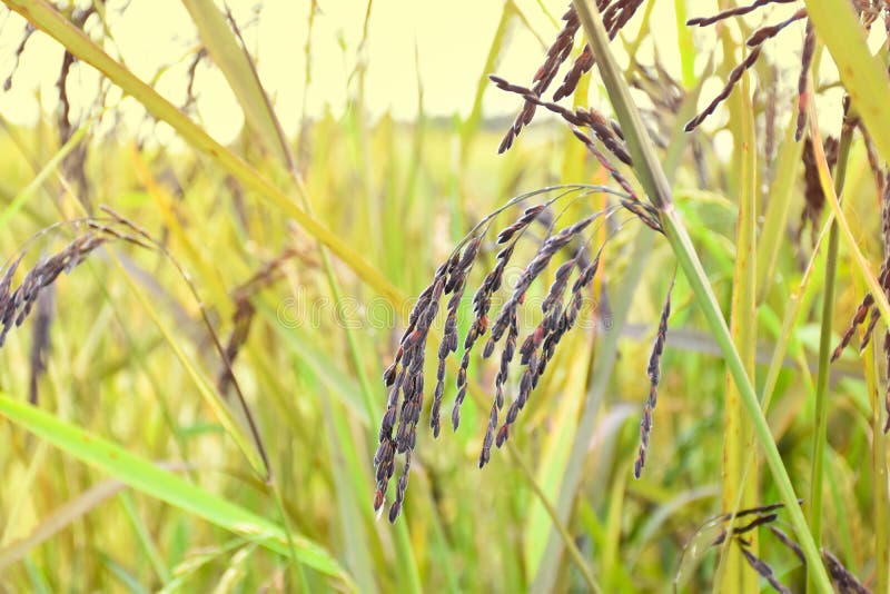 Rice Straw Isolated on White Background Stock Image Image of outdoor