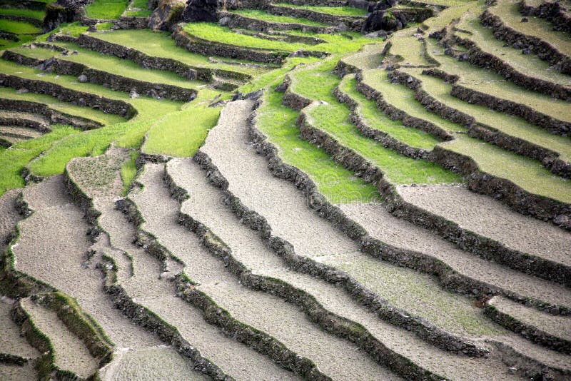 Rice paddy fields in the himalayan