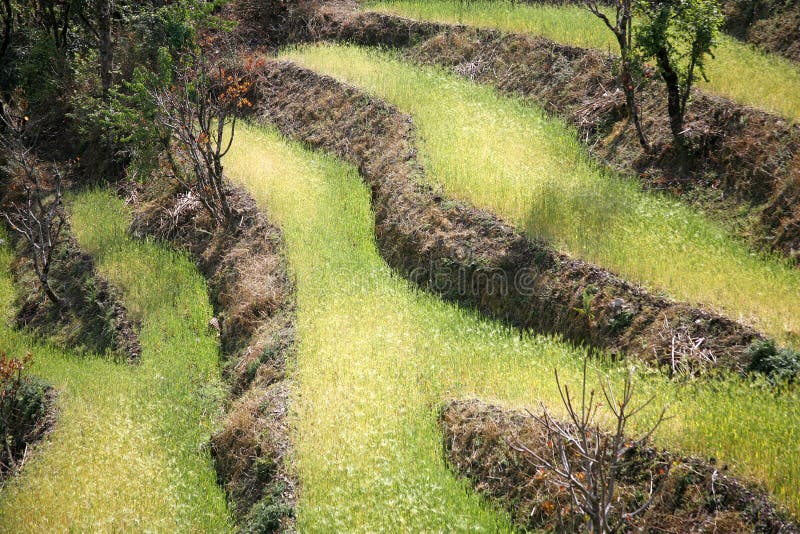 Rice paddy fields in the himalayan