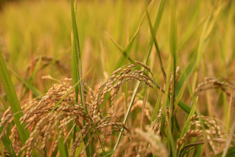 Rice Paddy with Grain New Variety Stock Photo Image of outdoor