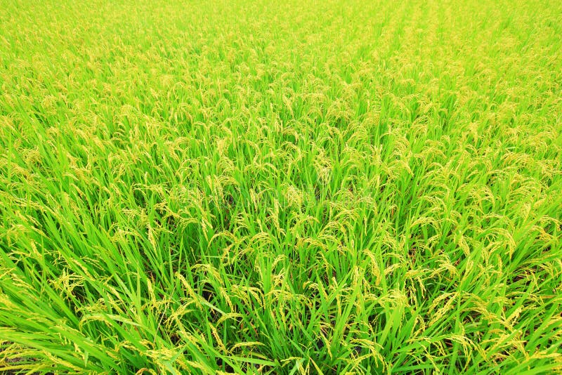 Rice ( paddy ) growing in the field