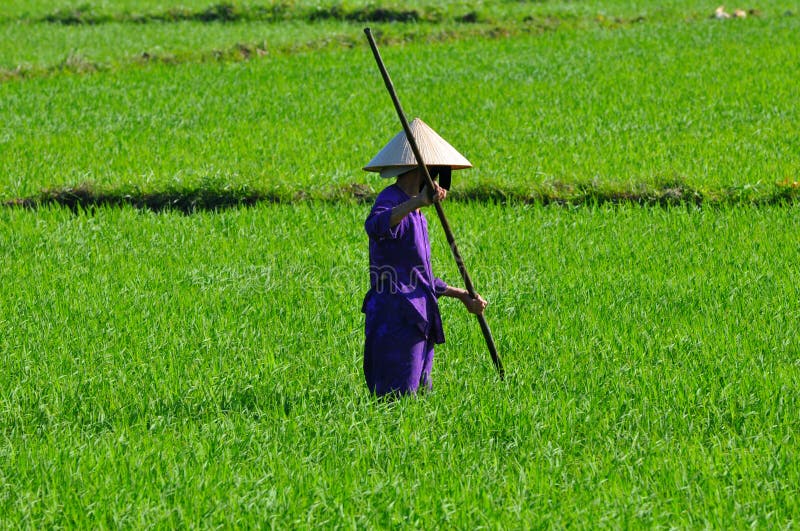 Rice paddy Harvester