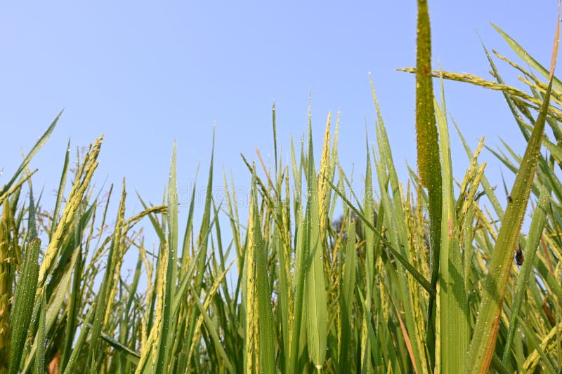 Rice or paddy plant. stock photo. Image of outdoors - 304636324